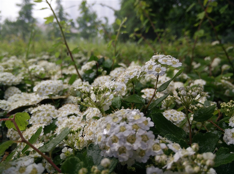oneplus one camera review