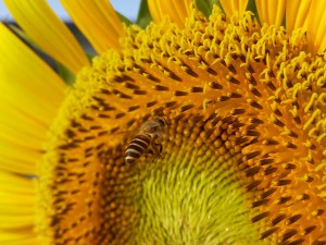 5373557_p40827-165935-23_thumb