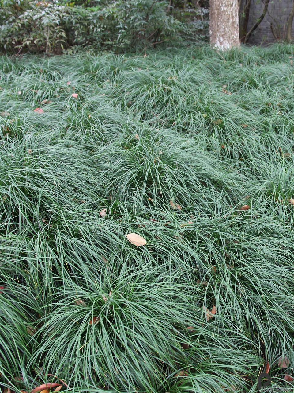 Meizu MX4 vs. Huawei Honor 6 vs. Xiaomi Mi4 vs. OnePlus One: Which Chinese smartphone has the best camera?