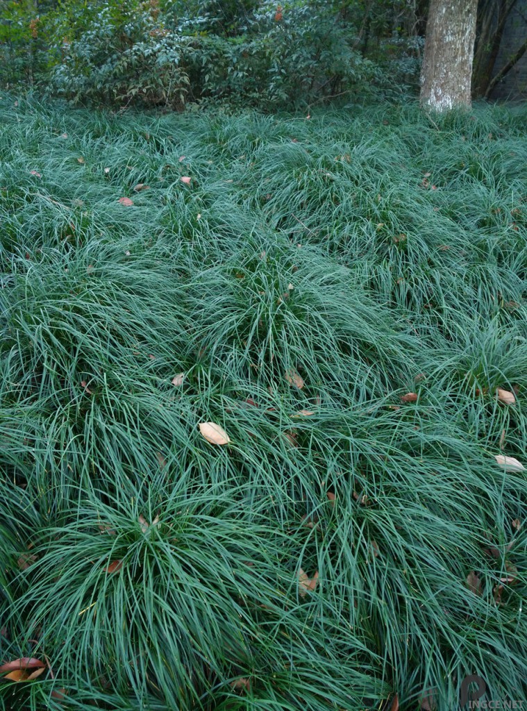 草坪-小米4