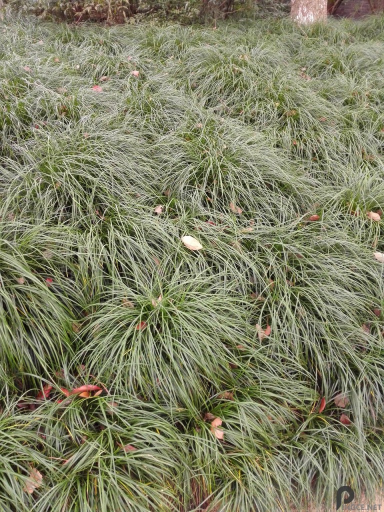 草坪-荣耀6