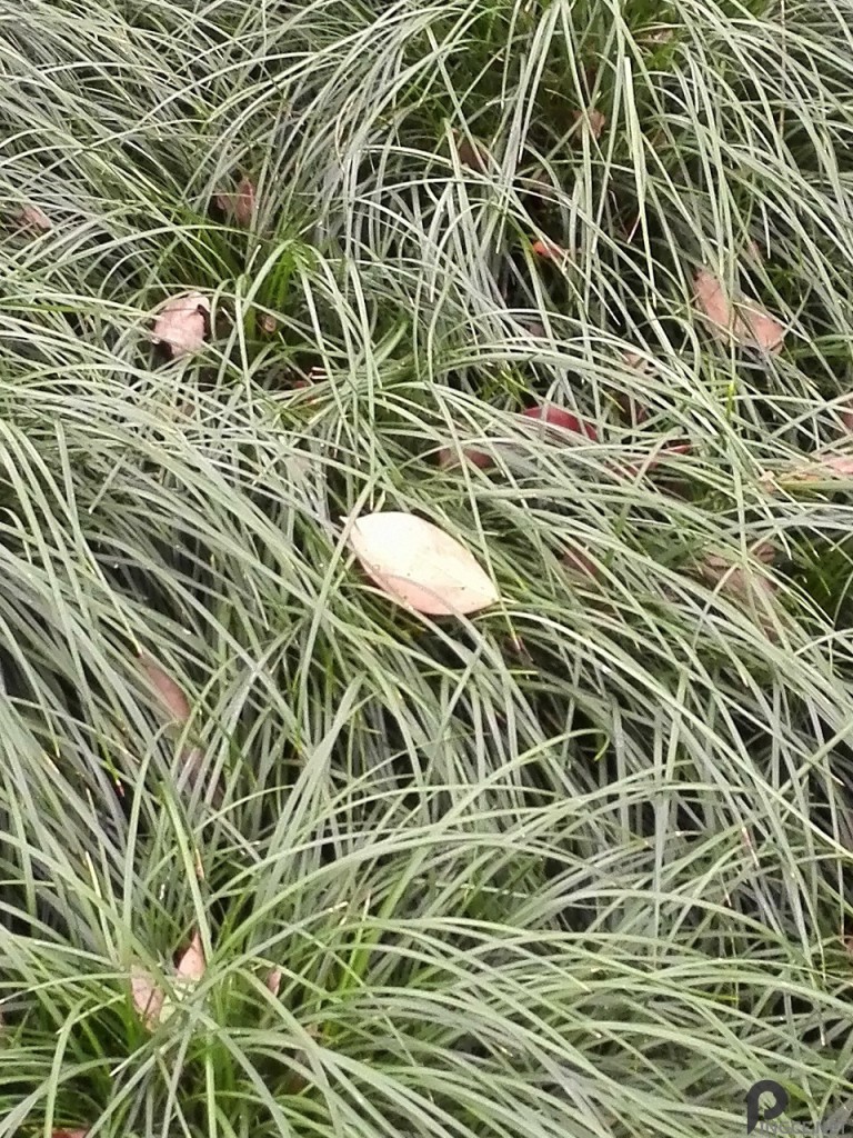 草坪1-荣耀6