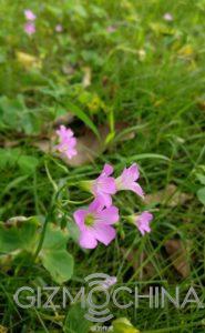 OnePlus 3 Camera Shot