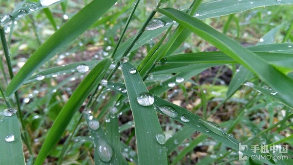 zuk z2 macro shot