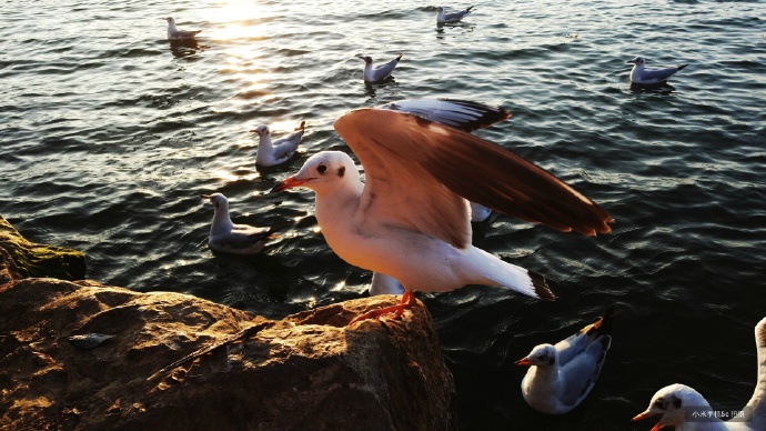 Xiaomi Mi 5c camera sample 2