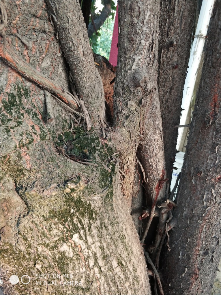Xiaomi Mi 6 vs OnePlus 3T Camera Sample Comparison: Check Xiaomi Mi 6 vs OnePlus 3T Camera Sample Comparison: Check
