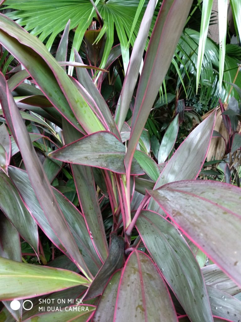 Xiaomi Mi 5X Cam samples (15)