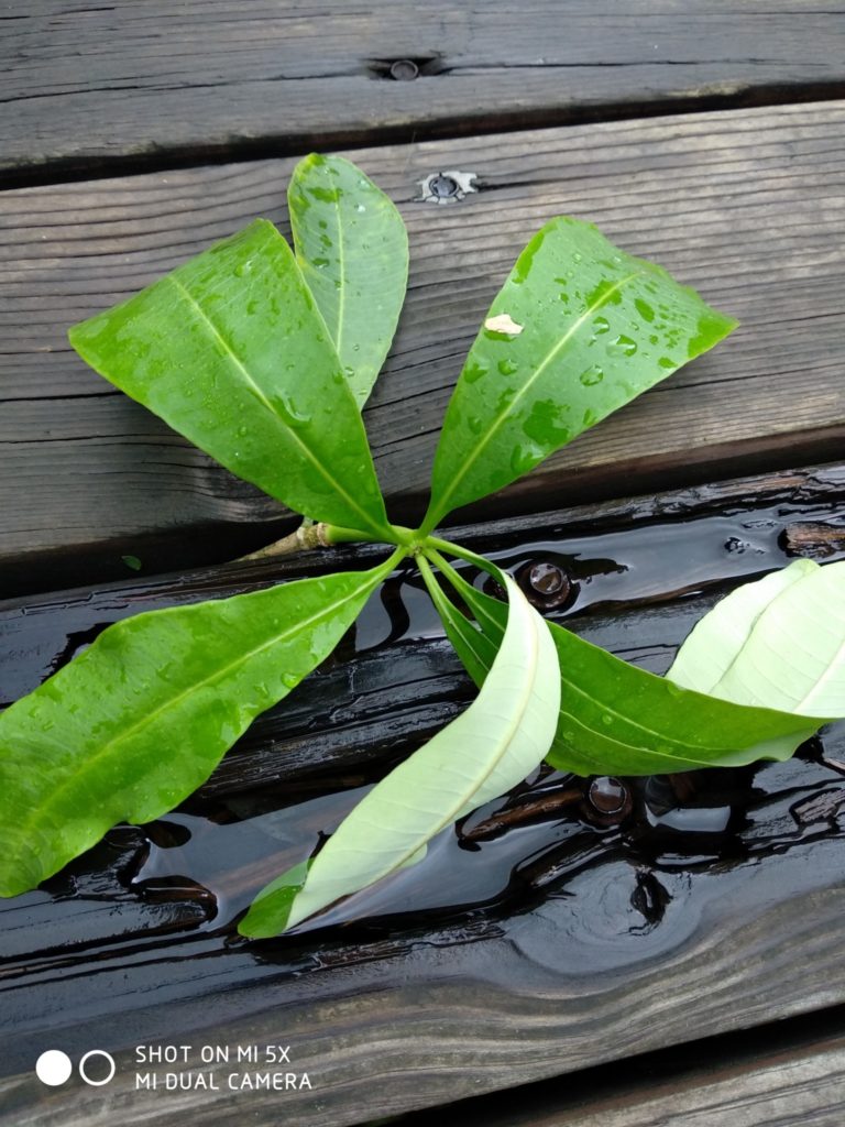 Xiaomi Mi 5X Cam samples (18)