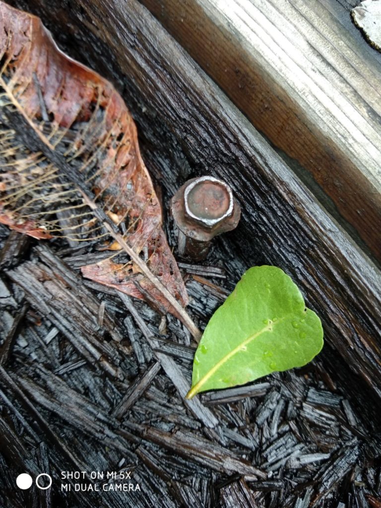 Xiaomi Mi 5X Cam samples (19)