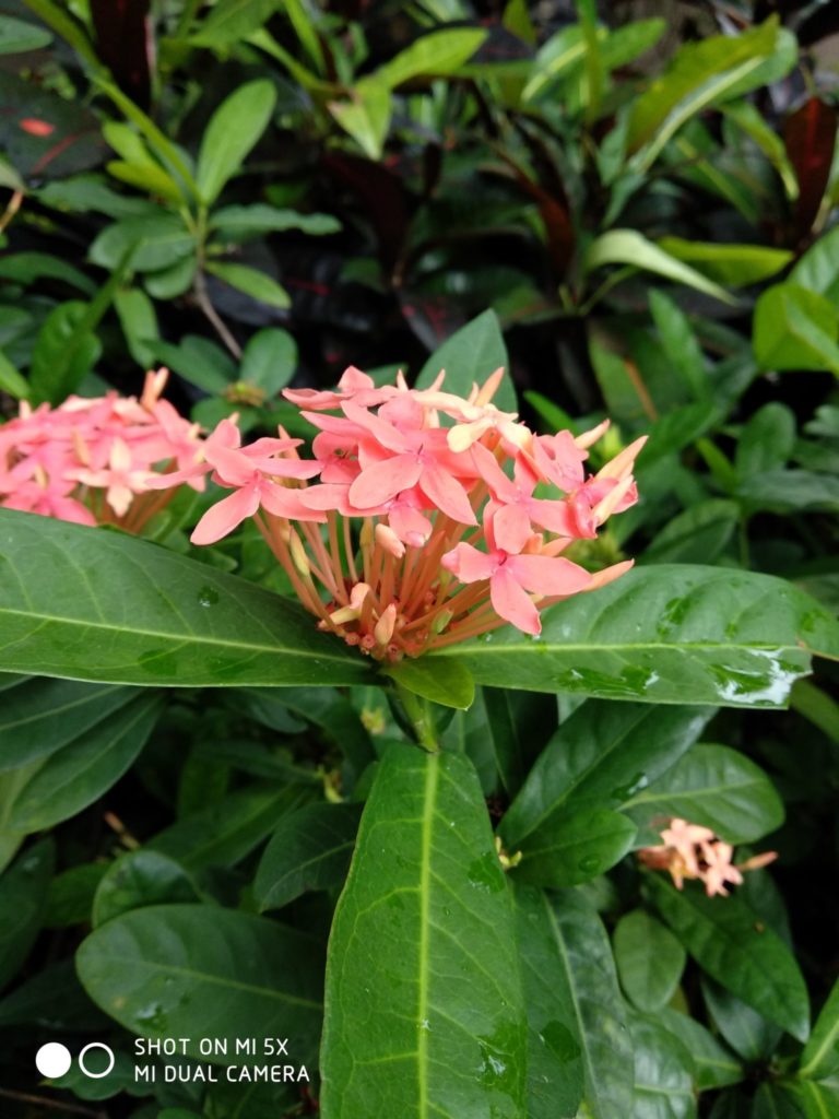 Xiaomi Mi 5X Cam samples (20)