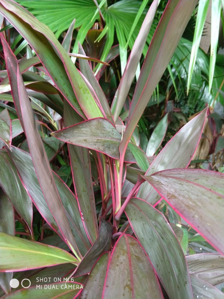 Xiaomi Mi 6 cam samples (23)