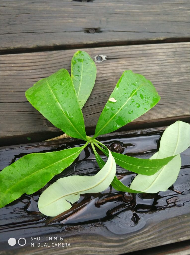 Xiaomi Mi 6 cam samples (26)