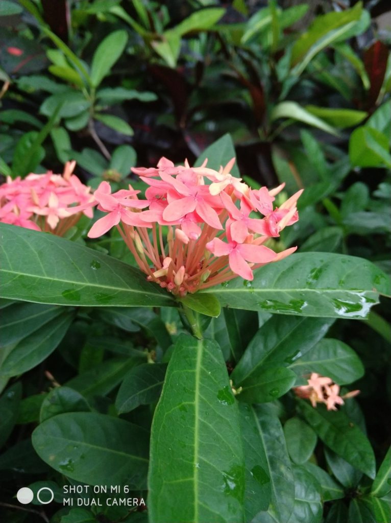 Xiaomi Mi 6 cam samples (28)