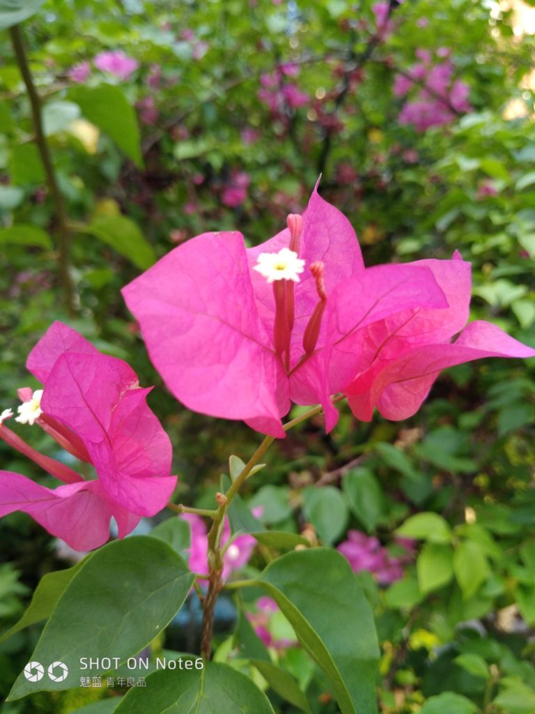 Meizu M6 Note Cam Sample 01