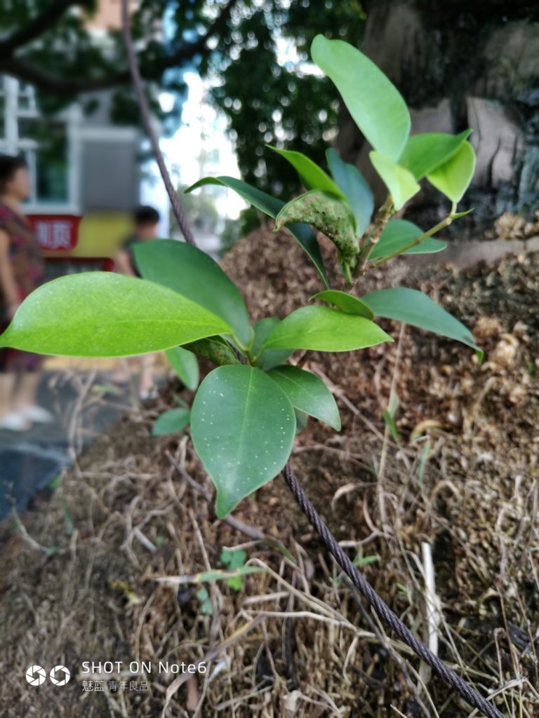 Meizu M6 Note Cam Sample 04