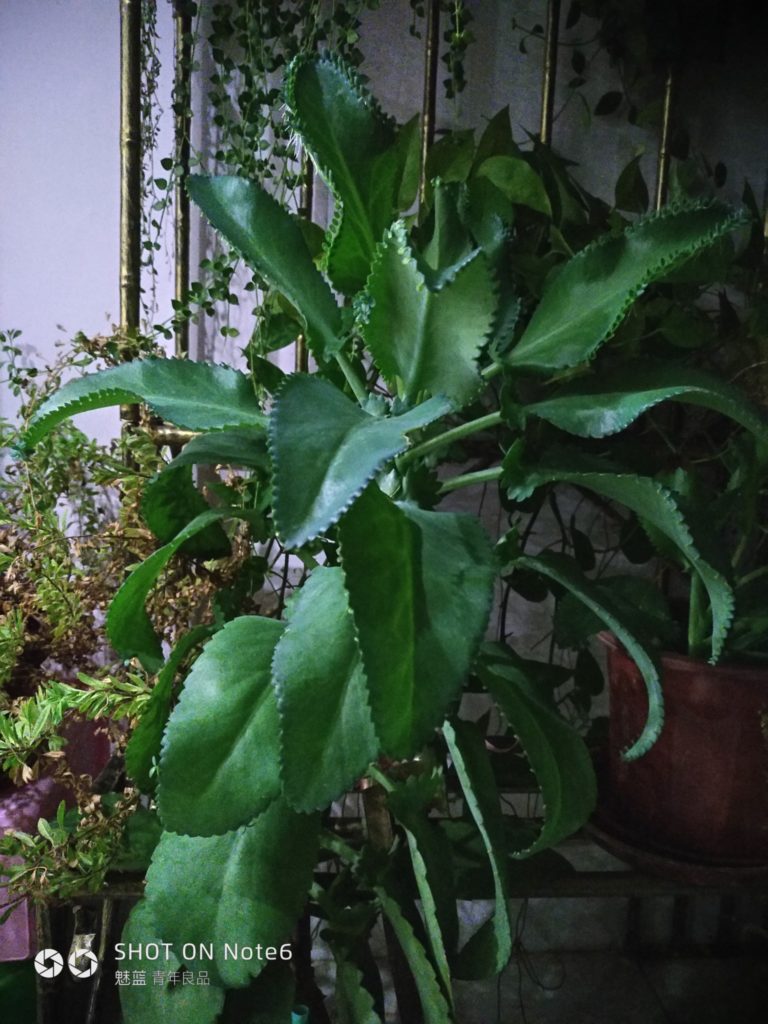 meizu note6 cam sample (1)