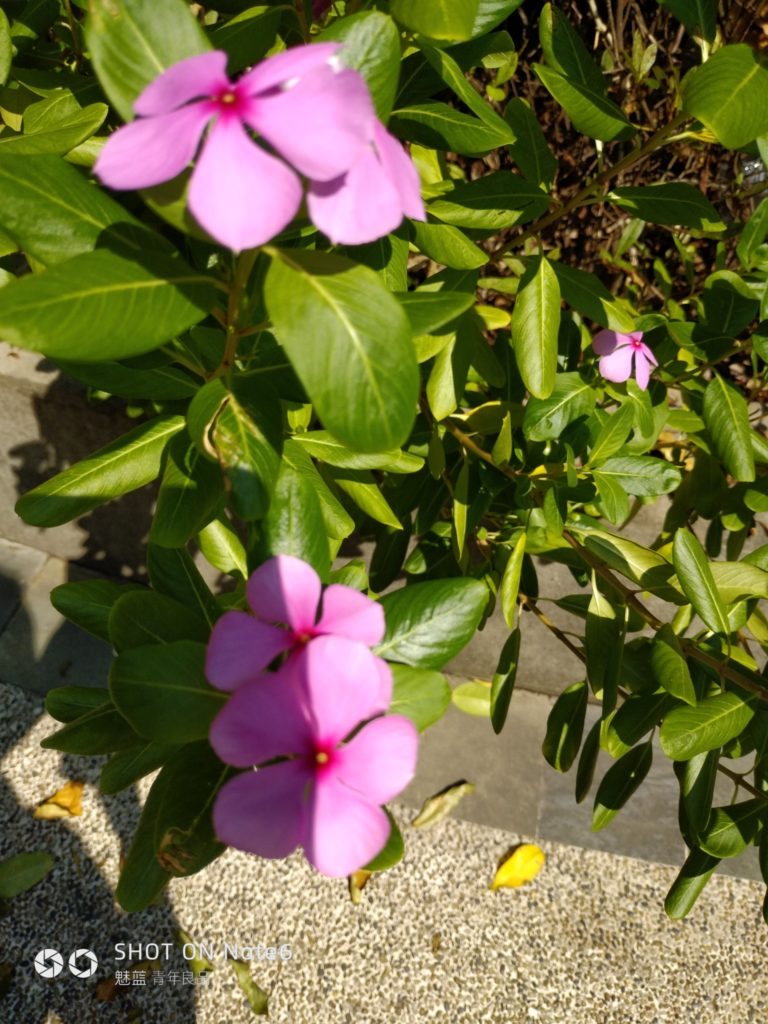 meizu note6 cam sample (12)