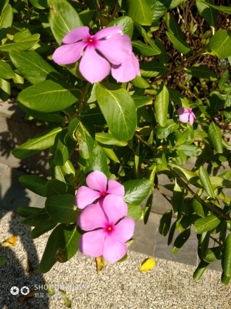 meizu note6 cam sample (13)