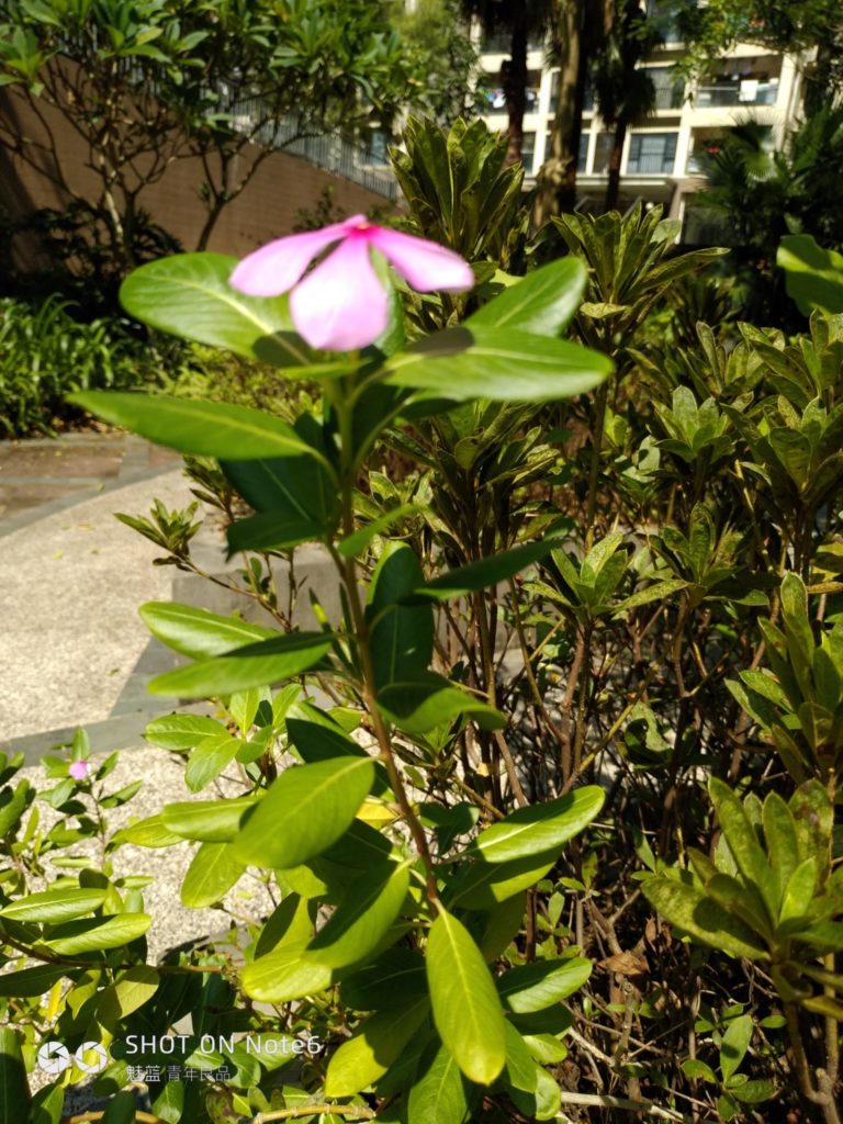 meizu note6 cam sample (14)