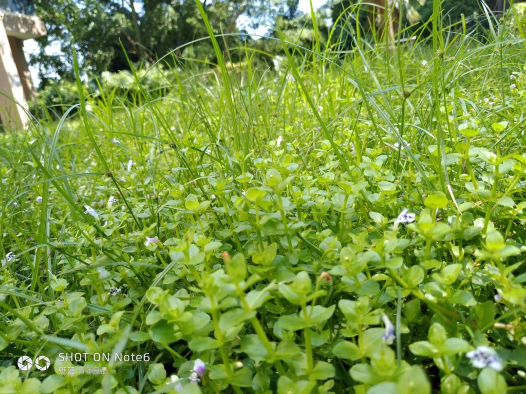 meizu note6 cam sample (7)