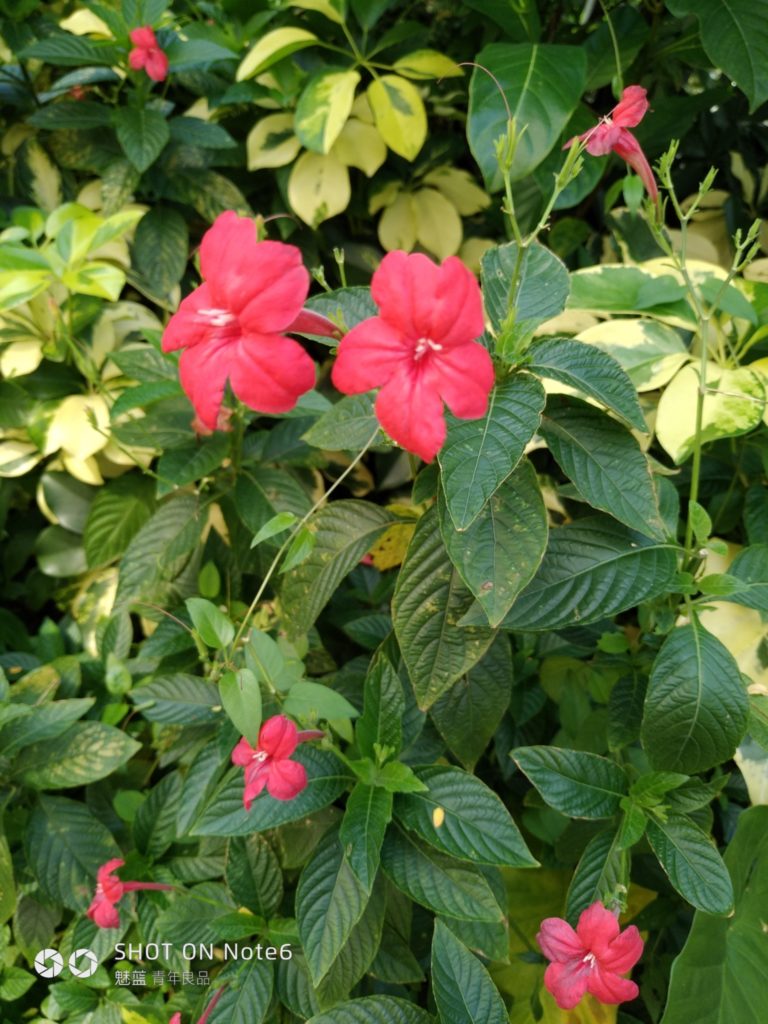 meizu note6 cam sample (8)