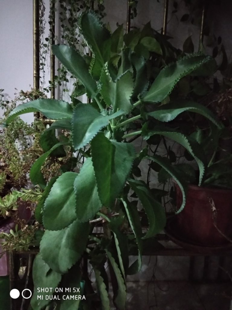 mi 5x cam sample (1)