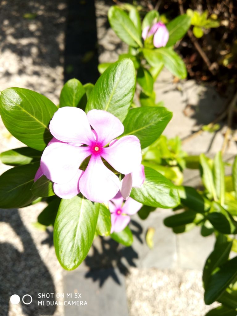 mi 5x cam sample (13)