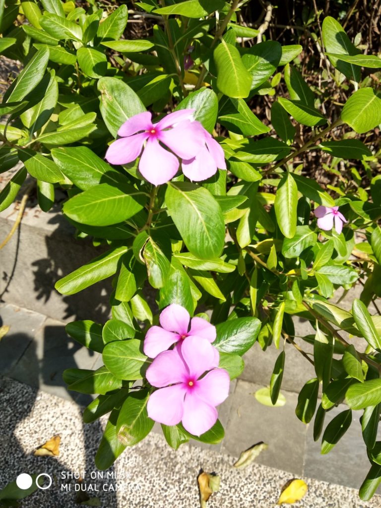 mi 5x cam sample (14)