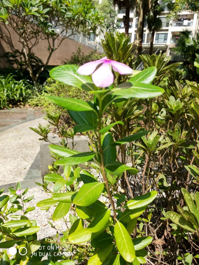 mi 5x cam sample (15)