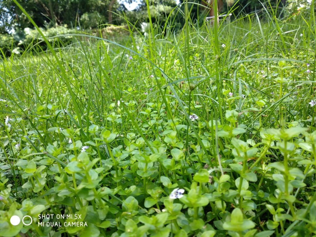 mi 5x cam sample (8)