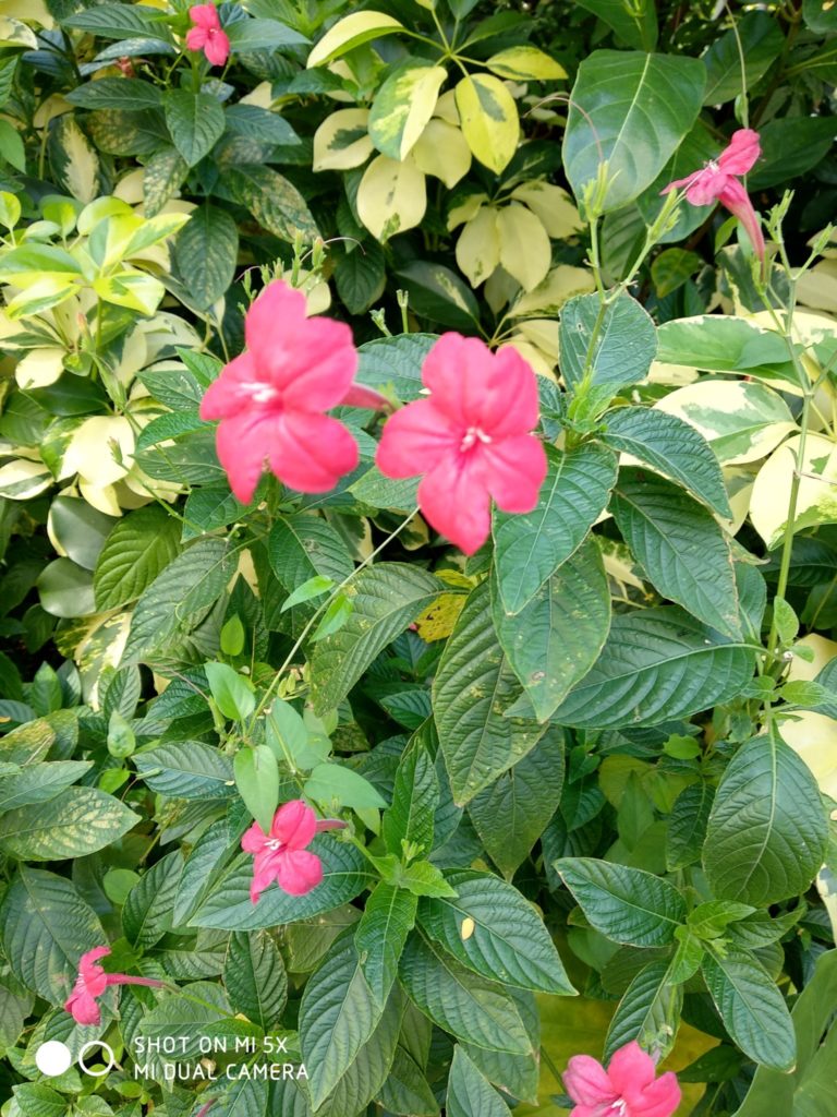 mi 5x cam sample (9)