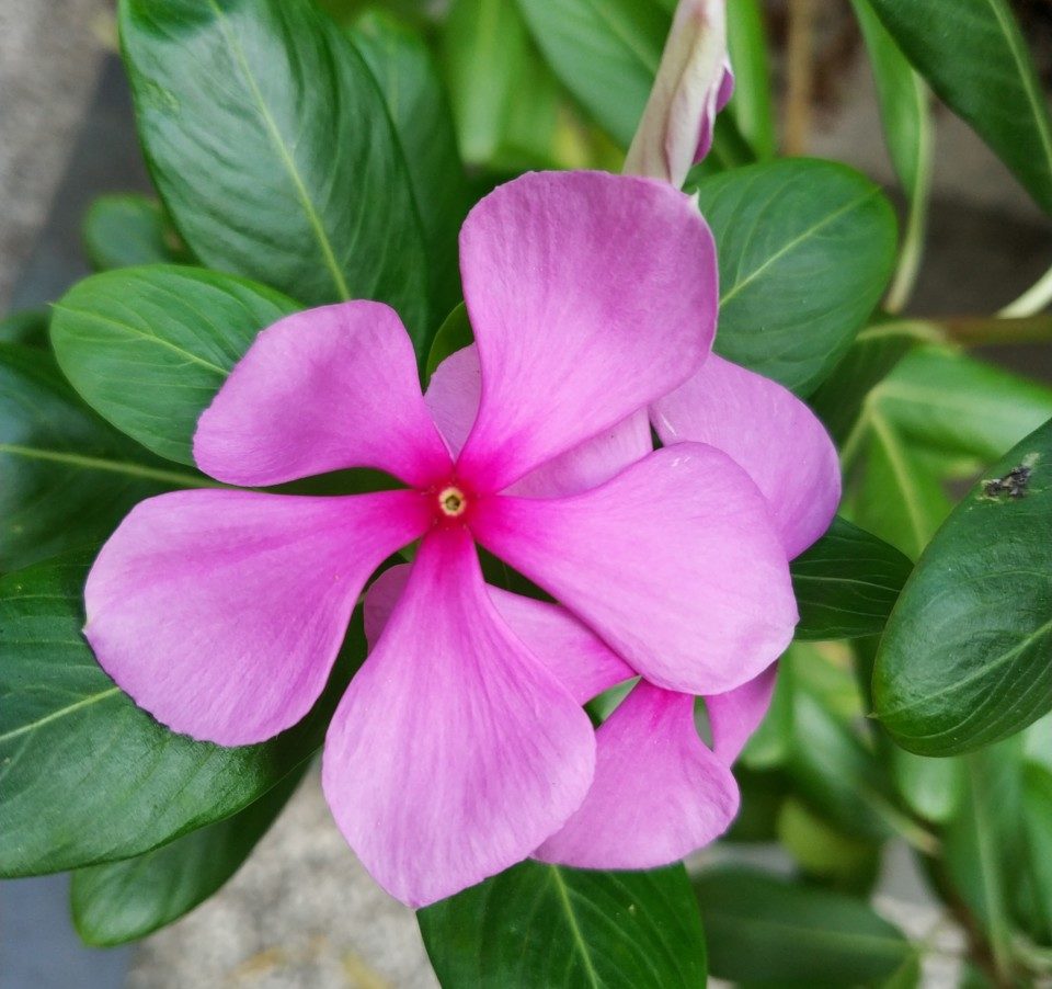 Xiaomi Mi Mix 2 Camera Samples Reveal A Good 12MP Rear Camera But There’s Room For Improvement