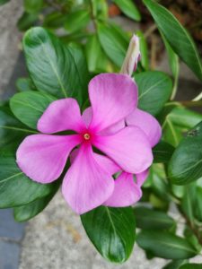 xiaomi mi mix 2 cam samples (13)