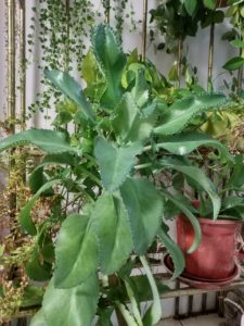 xiaomi mi mix 2 cam samples (5)