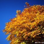 Huawei Mate 10 Camera Sample