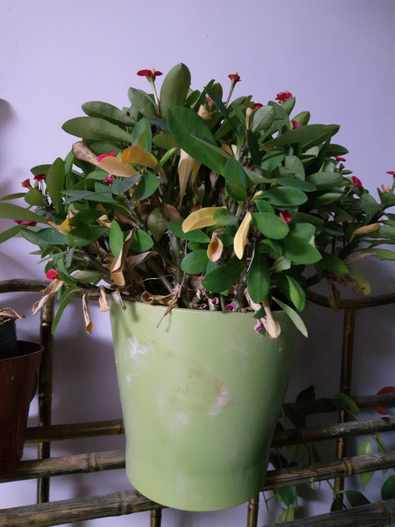 Meizu M6S Camera Samples (17)