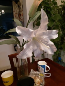 Meizu M6s Camera Sample 33