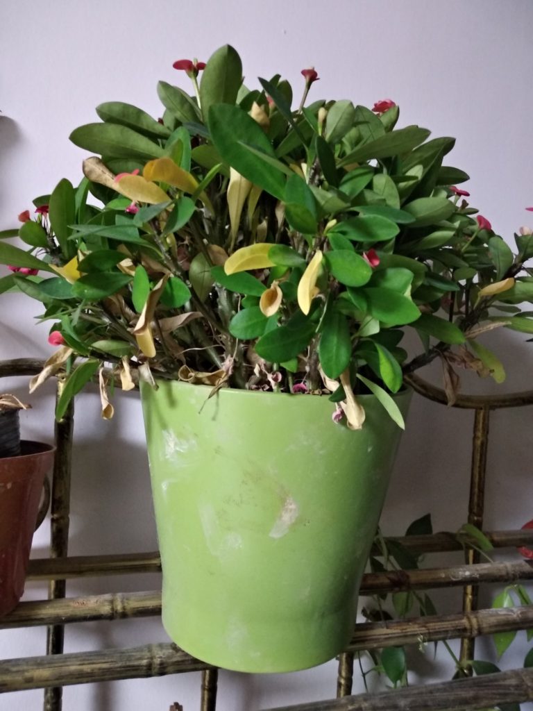 Redmi 5 Plus camera samples (17)