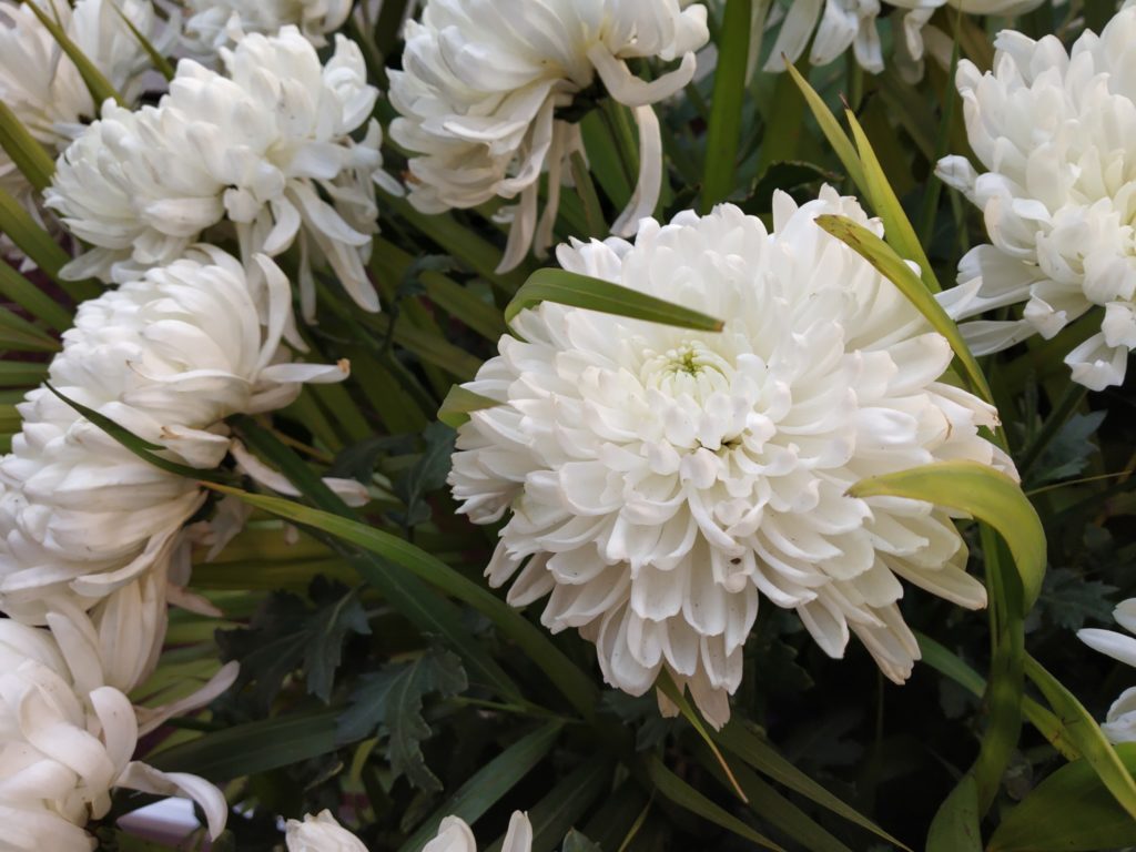 Xiaomi Redmi Note 5 Pro