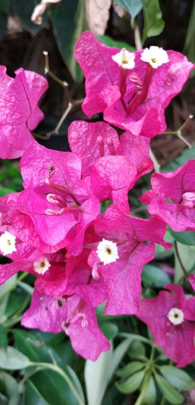 Pink flowers – Xiaomi RN5 Camera Sample