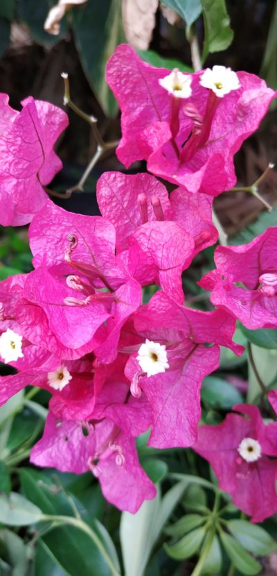 Pink flowers – Xiaomi RN5 Camera Sample