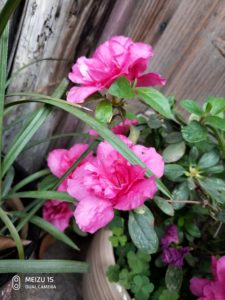 Meizu 15 Camera Samples (18)