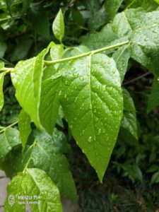 Meizu 15 Camera Samples (19)