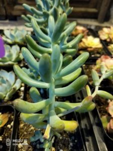 Meizu 15 Camera Samples (2)