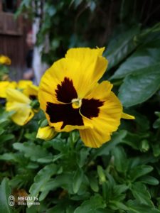 Meizu 15 Camera Samples 3