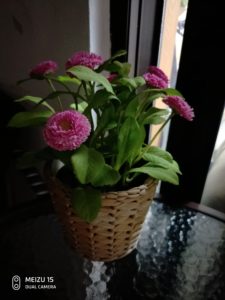 Meizu 15 Camera Samples (30)
