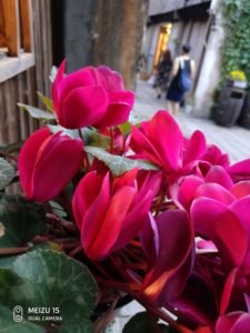 Meizu 15 Camera Samples 4