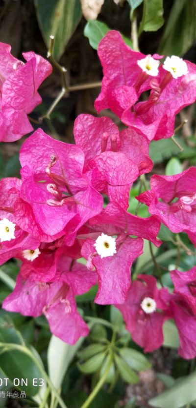 Pink flowers – Meizu E3 Camera Sample