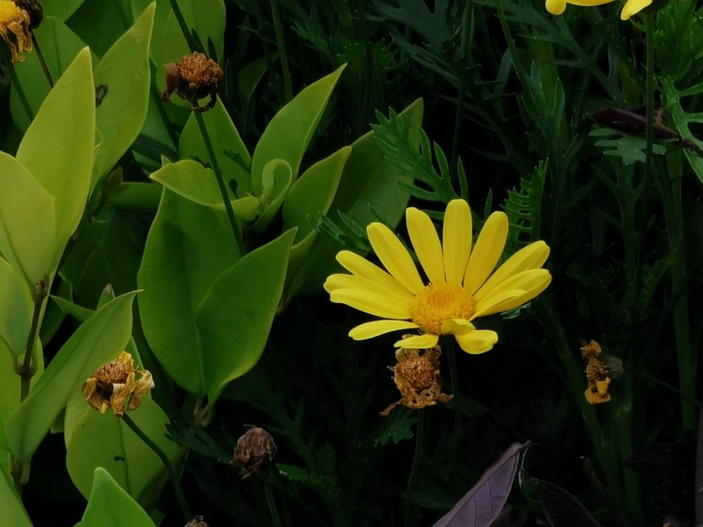 Huawei P30 Pro, 10x zoom-2