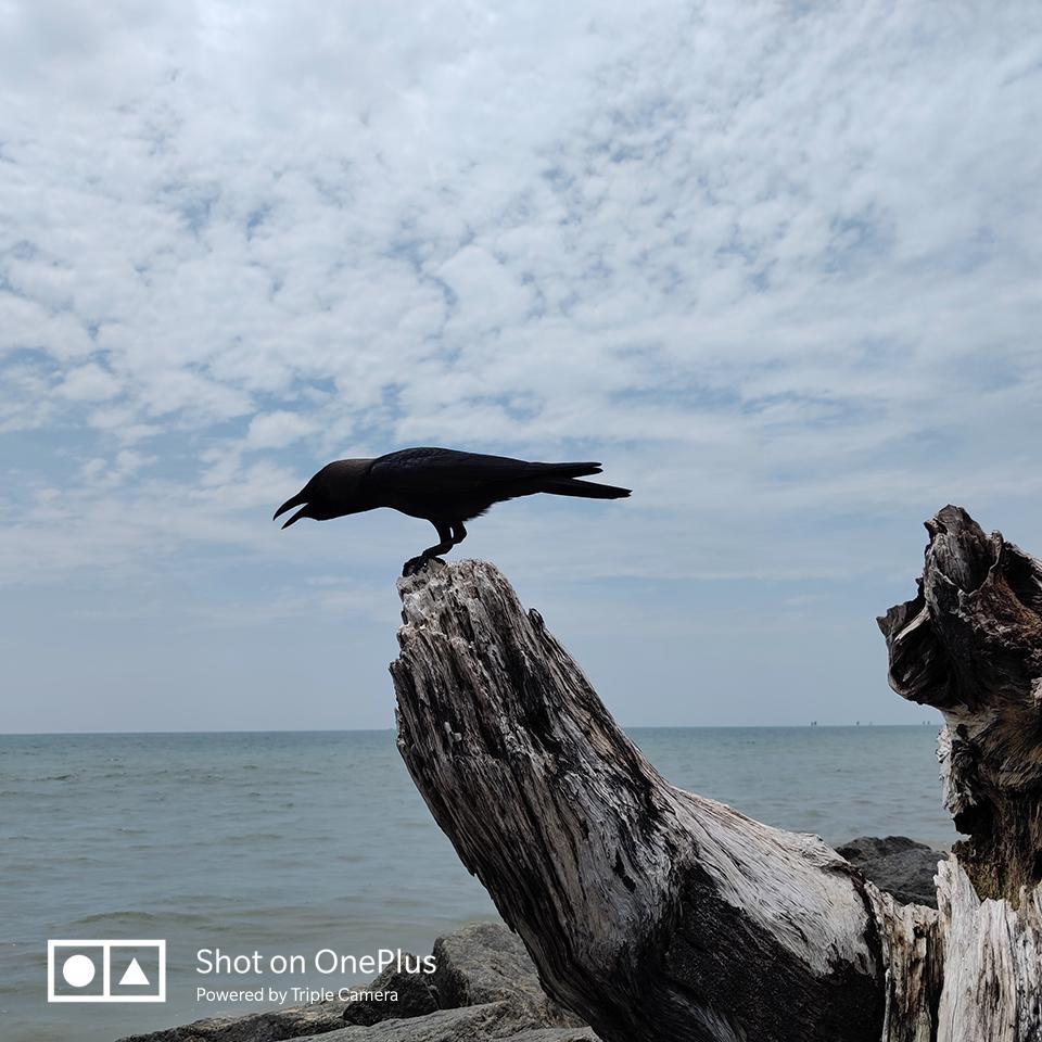 Oneplus 7 Pro Official Camera Samples Highlights The 3x Optical Zoom Gizmochina
